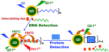 Graphical abstract: A quantum dot-intercalating dye dual-donor FRET based biosensor