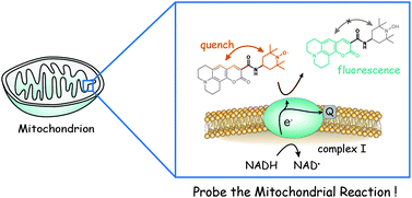 Graphical abstract: A TEMPO-conjugated fluorescent probe for monitoring mitochondrial redox reactions