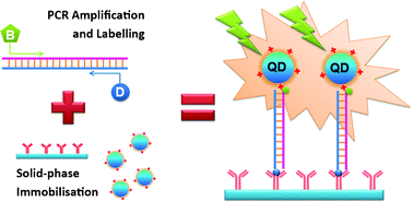 Graphical abstract: Immobilisation of quantum dots by bio-orthogonal PCR amplification and labelling for direct gene detection and quantitation