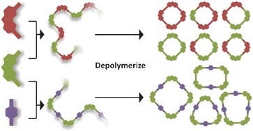 Graphical abstract: Macrocyclic depolymerization of arylene-ethynylene copolymers: a dynamic combinatorial method