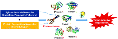Graphical abstract: Chemical methods for degradation of target proteins using designed light-activatable organic molecules