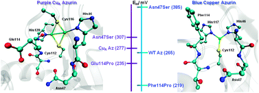 Graphical abstract: Redox tuning of two biological copper centers through non-covalent interactions: same trend but different magnitude