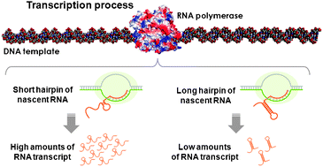 Graphical abstract: The yields of transcripts for a RNA polymerase regulated by hairpin structures in nascent RNAs