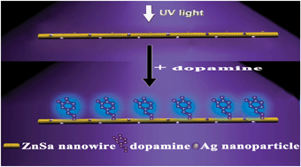 Graphical abstract: An organic nanowire–metal nanoparticle hybrid for the highly enhanced fluorescence detection of dopamine