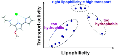 Graphical abstract: The role of lipophilicity in transmembrane anion transport