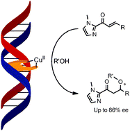 Graphical abstract: DNA-based catalytic enantioselective intermolecular oxa-Michael addition reactions