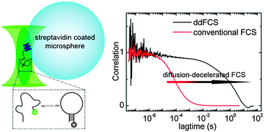 Graphical abstract: Panorama of DNA hairpin folding observed via diffusion-decelerated fluorescence correlation spectroscopy