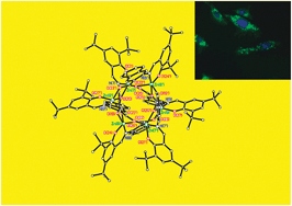 Graphical abstract: Cellular uptake studies of two hexanuclear, carboxylate bridged, zinc ring structures using fluorescence microscopy