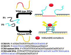 Graphical abstract: A highly selective G-quadruplex-based luminescent switch-on probe for the detection of gene deletion