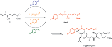 Graphical abstract: Efficient, divergent synthesis of cryptophycin unit A analogues