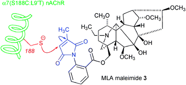 Graphical abstract: Covalent attachment of antagonists to the α7 nicotinic acetylcholine receptor: synthesis and reactivity of substituted maleimides