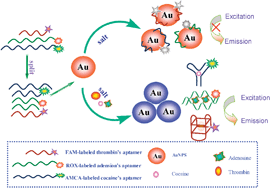 Graphical abstract: An aptamer-based fluorescence biosensor for multiplex detection using unmodified gold nanoparticles