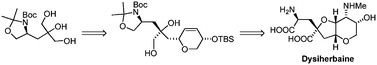 Graphical abstract: Total synthesis of (−)-dysiherbaine