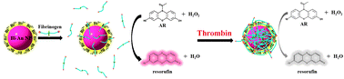 Graphical abstract: Peroxidase-mimic bismuth–gold nanoparticles for determining the activity of thrombin and drug screening