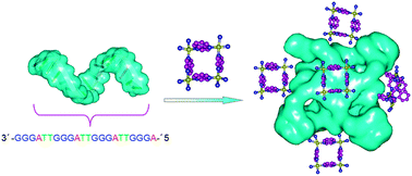 Graphical abstract: Platinum squares with high selectivity and affinity for human telomeric G-quadruplexes