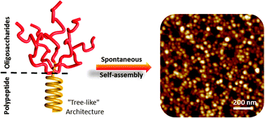 Graphical abstract: Synthesis and self-assembly of “tree-like” amphiphilic glycopolypeptides