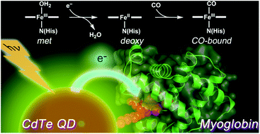 Graphical abstract: Photochemical properties of a myoglobin–CdTe quantum dot conjugate