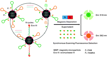 Graphical abstract: A universal platform for amplified multiplexed DNA detection based on exonuclease III-coded magnetic microparticle probes