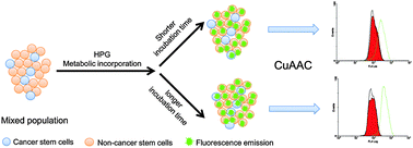 Graphical abstract: Discrimination of colon cancer stem cells using noncanonical amino acid