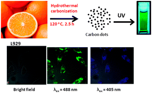 Graphical abstract: Simple one-step synthesis of highly luminescent carbon dots from orange juice: application as excellent bio-imaging agents