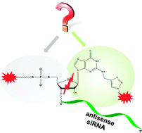 Graphical abstract: A modified guanosine phosphoramidite for click functionalization of RNA on the sugar edge