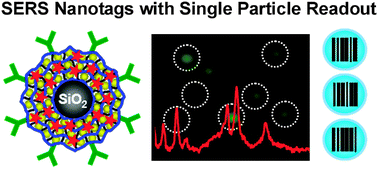 Graphical abstract: Multilayered shell SERS nanotags with a highly uniform single-particle Raman readout for ultrasensitive immunoassays