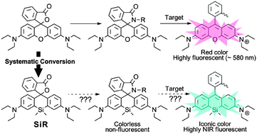 Graphical abstract: Spirolactonized Si-rhodamine: a novel NIR fluorophore utilized as a platform to construct Si-rhodamine-based probes