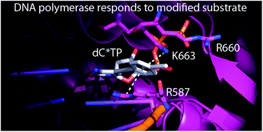 Graphical abstract: Interactions of non-polar and “Click-able” nucleotides in the confines of a DNA polymerase active site