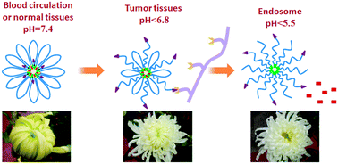 Graphical abstract: pH-triggered blooming of ‘nano-flowers’ for tumor intracellular drug delivery