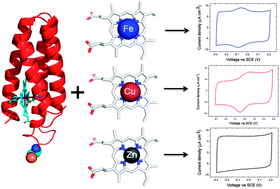 Graphical abstract: Redox tuning of cytochrome b562 through facile metal porphyrin substitution