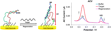 Graphical abstract: A dual-signalling electrochemical DNA sensor based on target hybridization-induced change in DNA probe flexibility