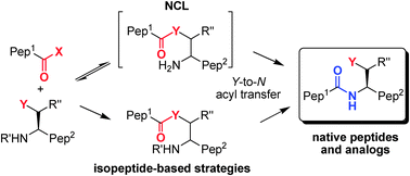 Graphical abstract: Recent trends in Cys- and Ser/Thr-based synthetic strategies for the elaboration of peptide constructs