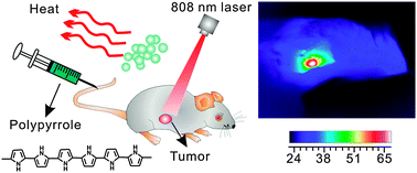 Graphical abstract: Polypyrrole nanoparticles for high-performance in vivo near-infrared photothermal cancer therapy