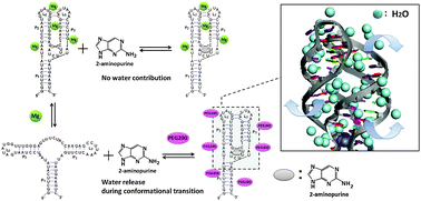 Graphical abstract: Dehydration from conserved stem regions is fundamental for ligand-dependent conformational transition of the adenine-specific riboswitch