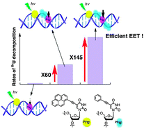 Graphical abstract: Drastic enhancement of excess electron-transfer efficiency through DNA by inserting consecutive 5-phenylethynyl-2′-deoxyuridines as a modulator