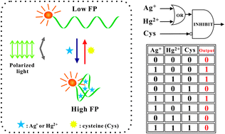 Graphical abstract: A versatile molecular beacon-like probe for multiplexed detection based on fluorescence polarization and its application for a resettable logic gate
