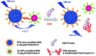 Graphical abstract: CEA fluorescence biosensor based on the FRET between polymer dots and Au nanoparticles