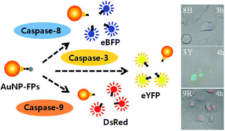 Graphical abstract: Cascade imaging of proteolytic pathways in cancer cells using fluorescent protein-conjugated gold nanoquenchers