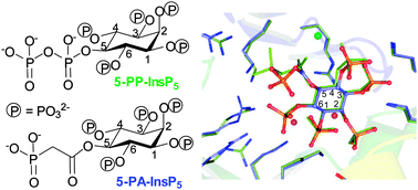 Graphical abstract: First synthetic analogues of diphosphoinositol polyphosphates: interaction with PP-InsP5 kinase