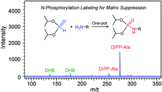 Graphical abstract: Suppression of matrix ions by N-phosphorylation labeling using matrix-assisted laser desorption–ionization time-of-flight mass spectrometry