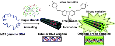 Graphical abstract: Visualization of the intracellular location and stability of DNA origami with a label-free fluorescent probe