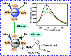 Graphical abstract: Label-free Si quantum dots as photoluminescence probes for glucose detection