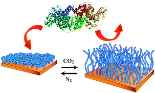Graphical abstract: A CO2-switchable polymer brush for reversible capture and release of proteins
