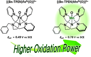 Graphical abstract: Electron-transfer properties of a nonheme manganese(iv)–oxo complex acting as a stronger one-electron oxidant than the iron(iv)–oxo analogue