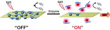Graphical abstract: A graphene oxide–photosensitizer complex as an enzyme-activatable theranostic agent