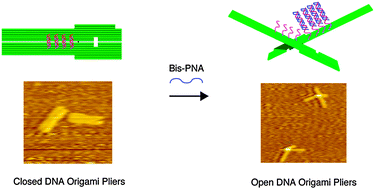 Graphical abstract: Clear-cut observation of PNA invasion using nanomechanical DNA origami devices