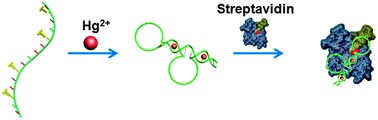 Graphical abstract: Rational design of Hg2+ controlled streptavidin-binding aptamer