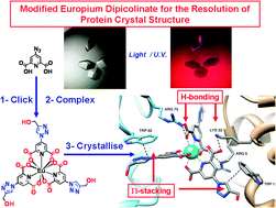 Graphical abstract: Clicked europium dipicolinate complexes for protein X-ray structure determination