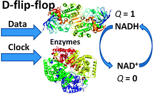 Graphical abstract: Enzyme-based D-flip-flop memory system