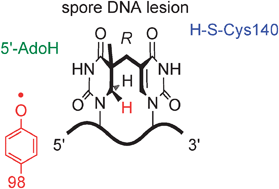 Graphical abstract: The radical SAM enzyme spore photoproduct lyase employs a tyrosyl radical for DNA repair